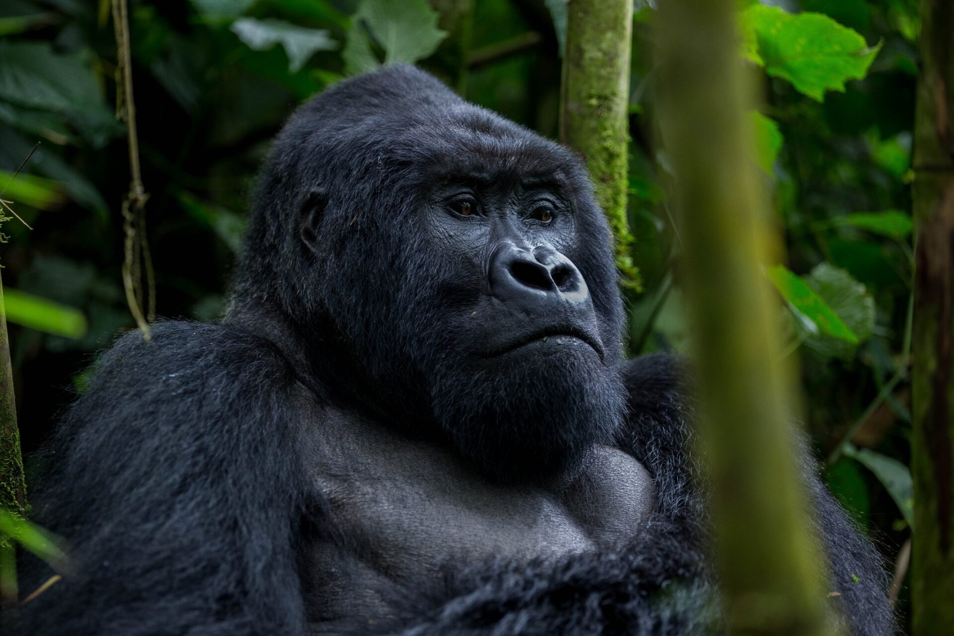 3 Days Uganda Gorilla Habituation Experience Safari In Bwindi