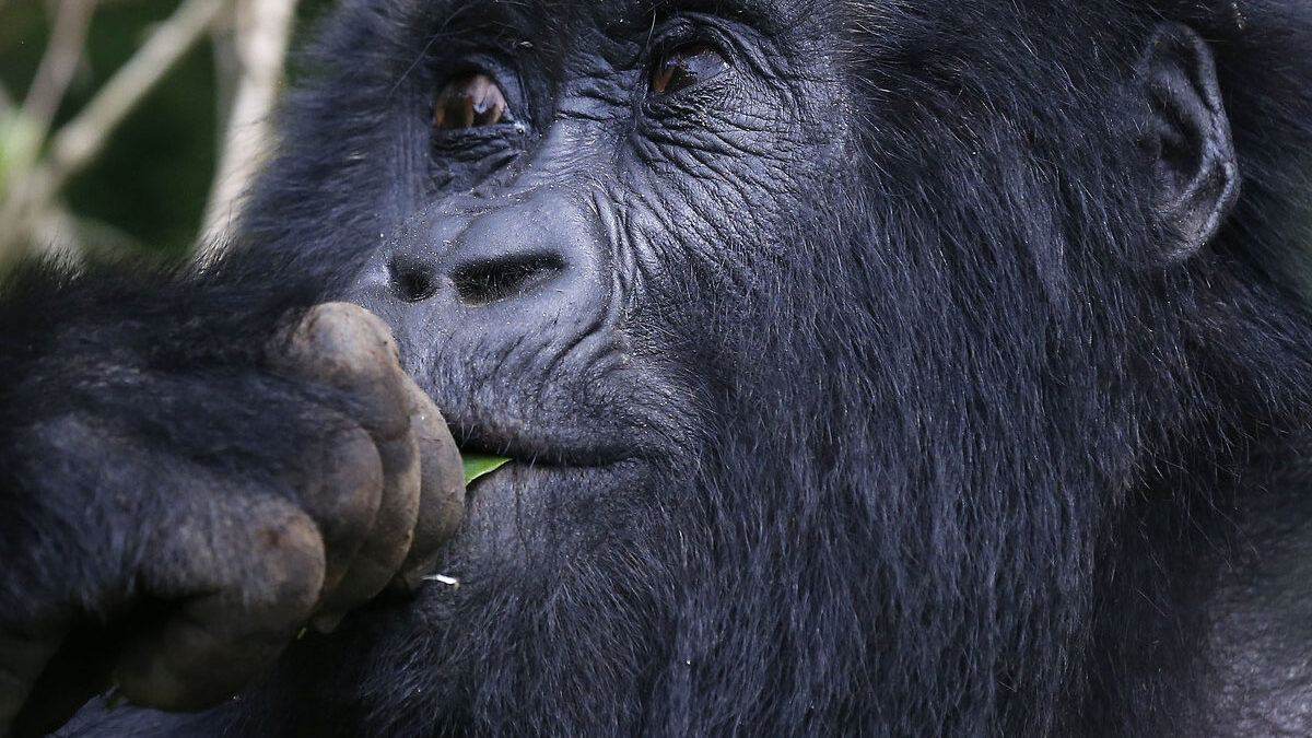 5 Days Rwanda Wildlife Safari