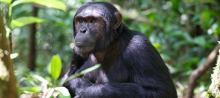 5 Days Uganda Primates Tour