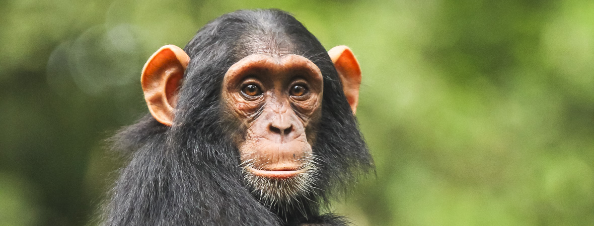 How To Get To Kibale Forest National Park?