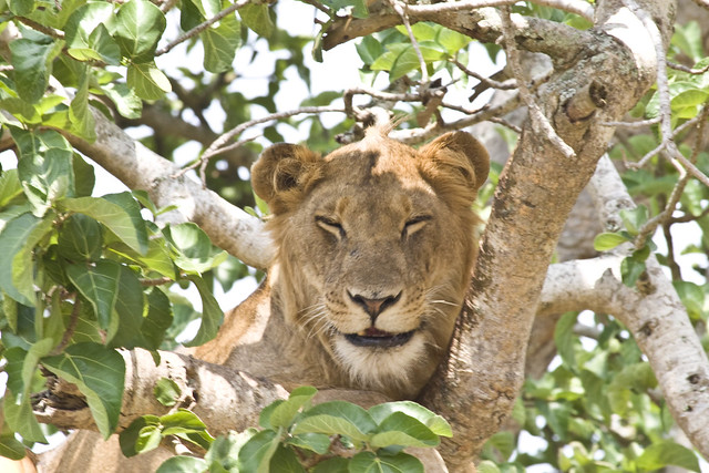 12 Days Uganda Safari