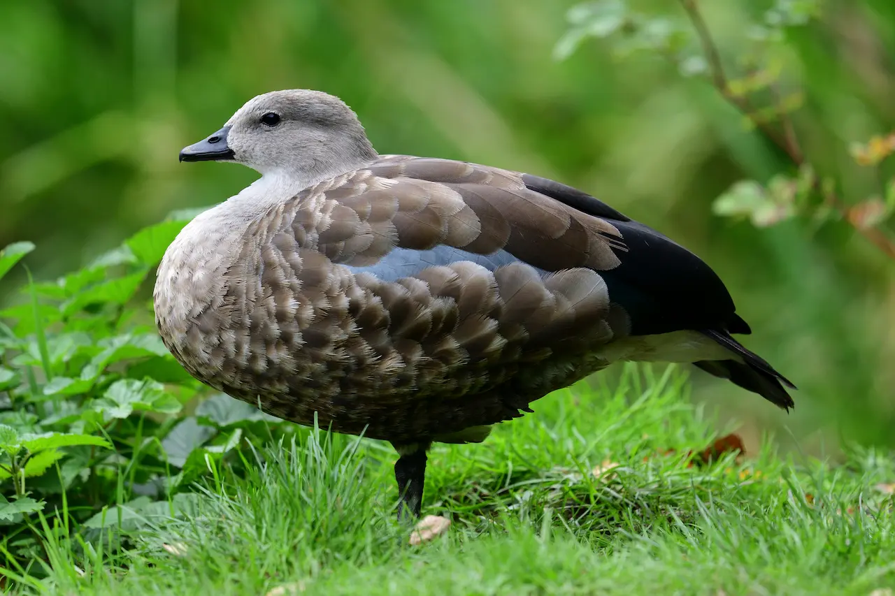 Birds of Uganda