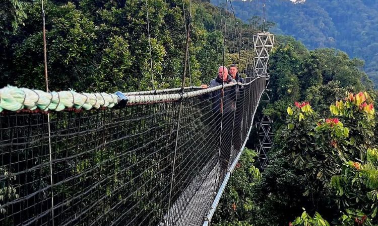 Nyungwe Forest National Park