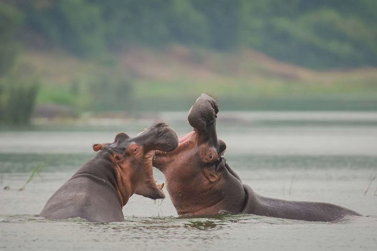 Boat cruise in Queen Elizabeth National Park