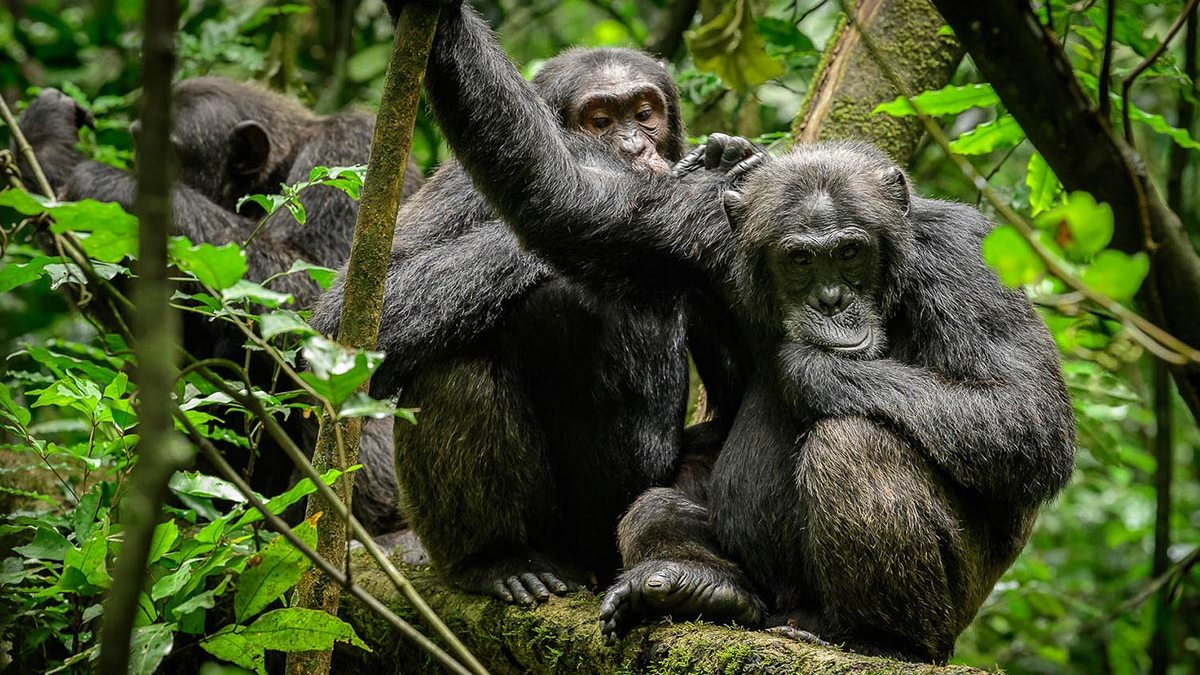 Activities in Queen Elizabeth National Park
