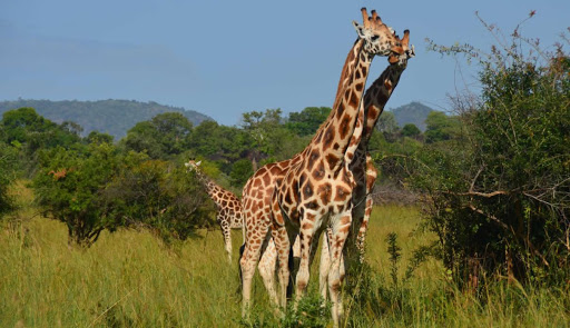 How to get to Kidepo Valley National Park?