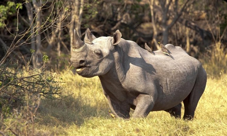 Murchison Falls National Park