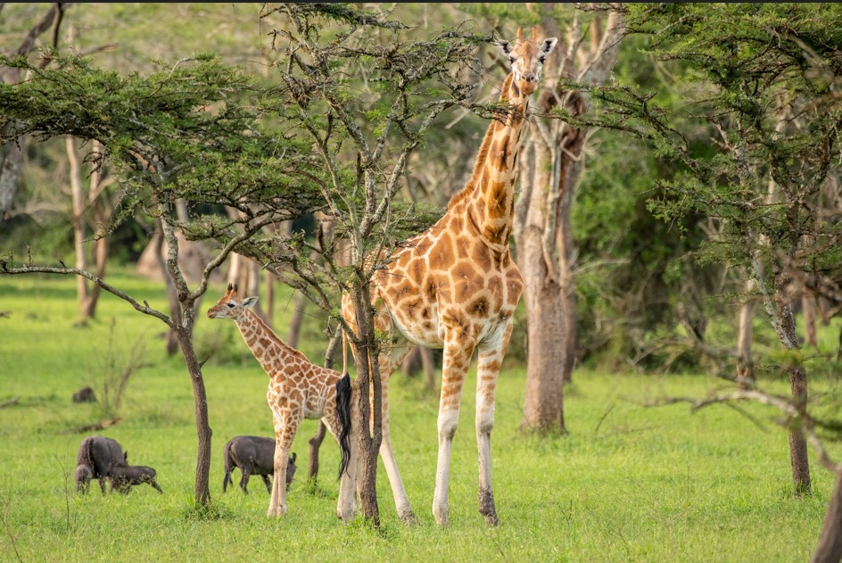 3 Days Akagera wildlife safari tour & Kigali City tour