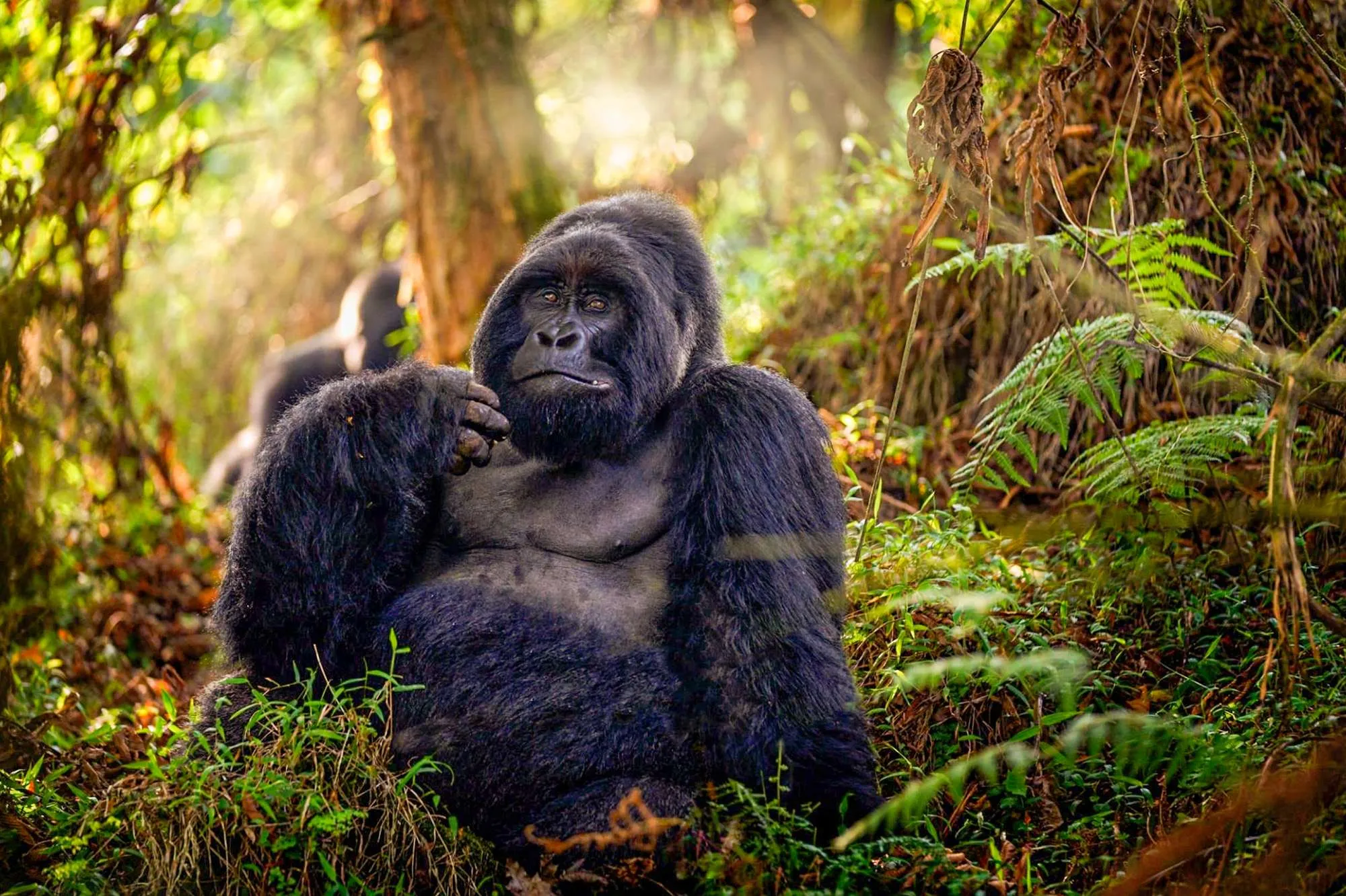 4 Days Mgahinga Gorilla & Golden Monkey tracking Safari
