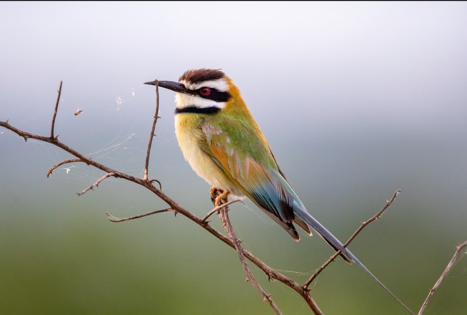 Queen Elizabeth National Park