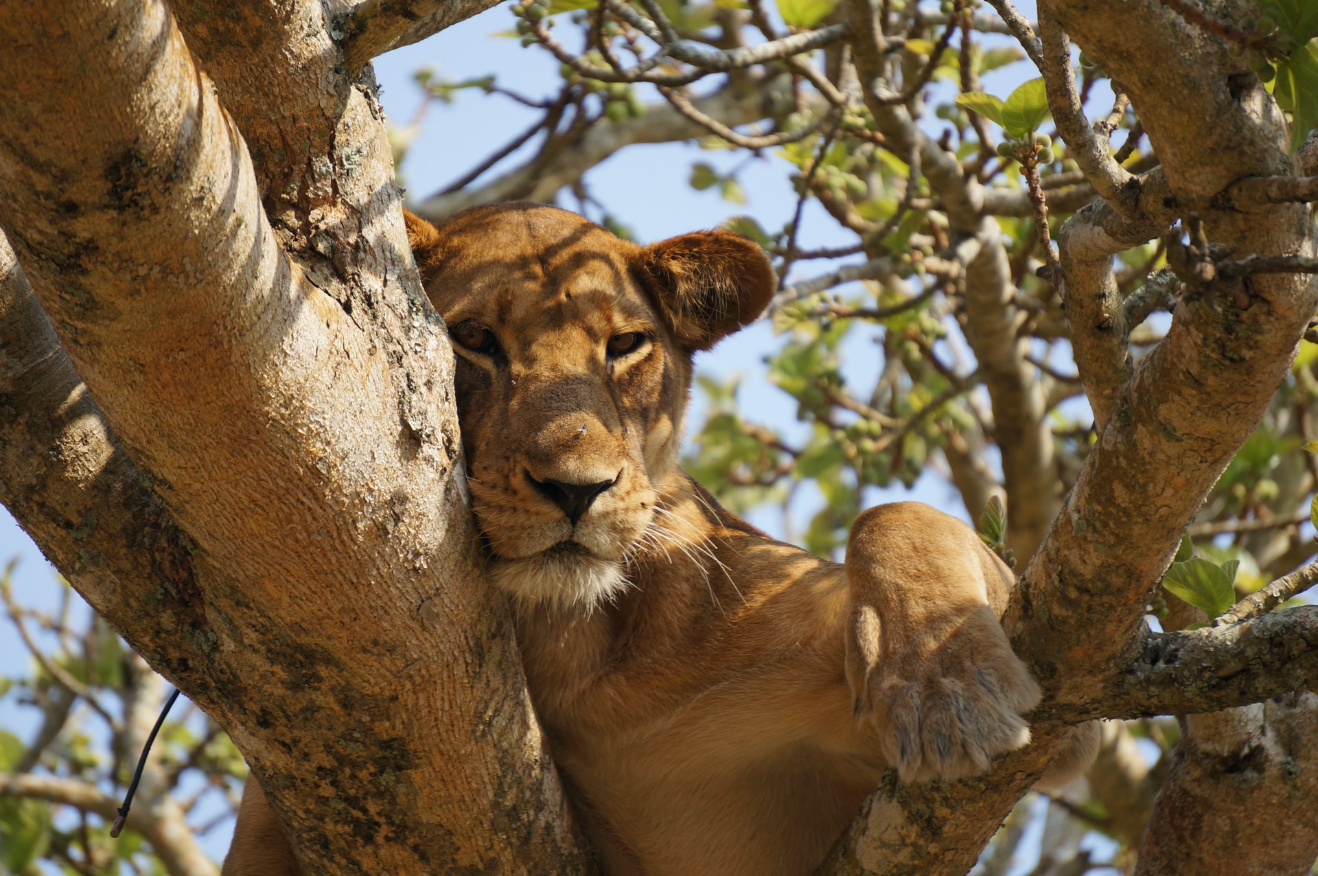 Lion Tracking in Uganda
