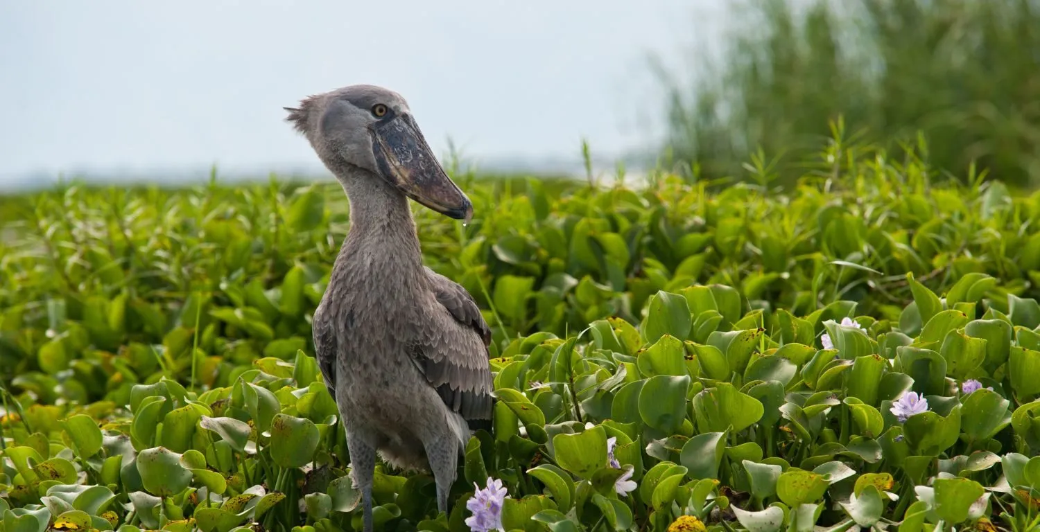 Birding in Uganda